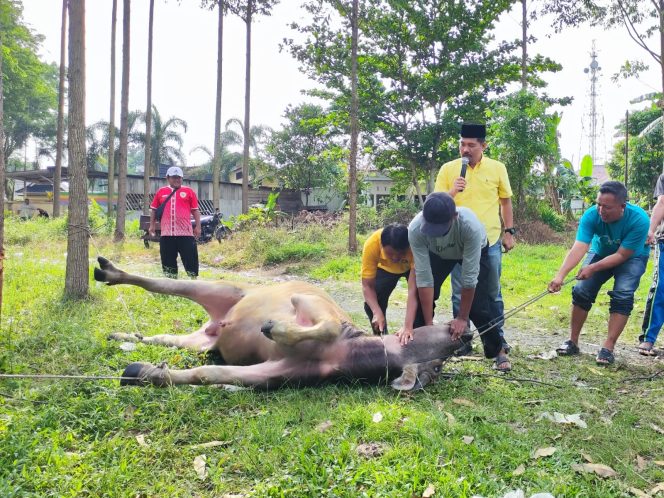 
					Idul Adha 1446 H, DPD Golkar Kampar Sembelih Hewan Qurban