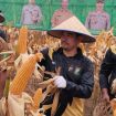 Wakil Ketua DPRD Kabupaten Kampar fraksi Golkar Iib Nursaleh panen jagung pipil di Kecamatan Perhentian Raja, (16/12/2025).