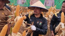 Wakil Ketua DPRD Kabupaten Kampar fraksi Golkar Iib Nursaleh panen jagung pipil di Kecamatan Perhentian Raja, (16/12/2025).