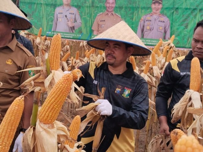 
					Wakil Ketua DPRD Kabupaten Kampar fraksi Golkar Iib Nursaleh panen jagung pipil di Kecamatan Perhentian Raja, (16/12/2025).