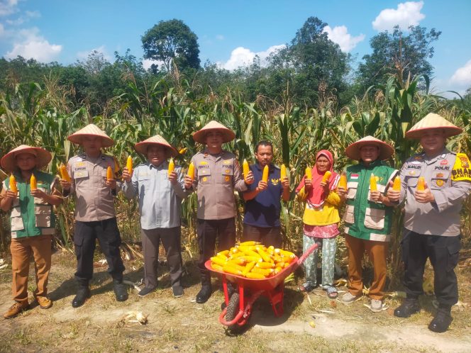 
					Lahan Bumdes Menghasilkan, Kapolsek Kampar Kiri Hilir Apresiasi Kelompok Tani yang Sukses Panen Jagung