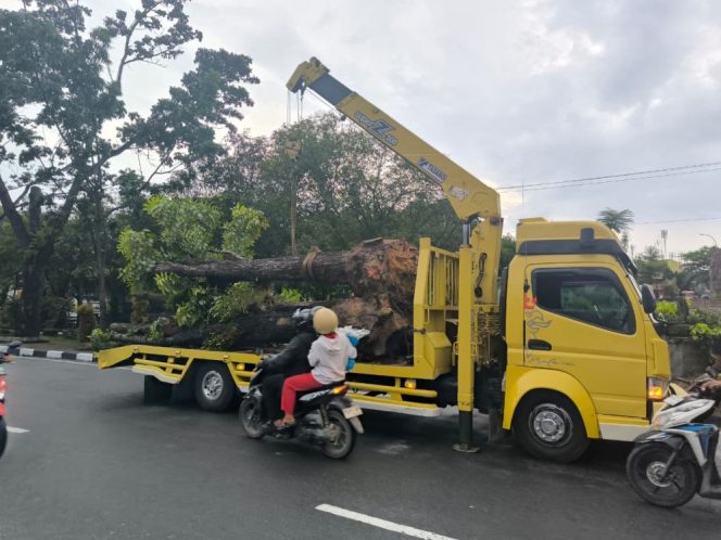 
					Agung Nugroho Tegaskan Pohon Besar di Pekanbaru Dipindahkan, Bukan Dipotong!