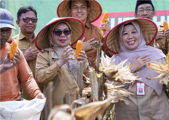 
					Panen Jagung Pipil, Wabup Kampar Misharti Tekankan Alokasi Dana Desa untuk Pangan