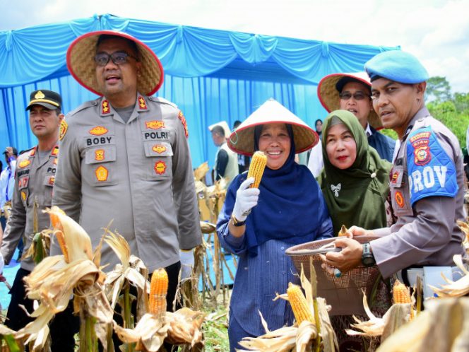 
					Panen Raya Jagung Jadi Bukti Komitmen Bupati Kampar Dukung Petani